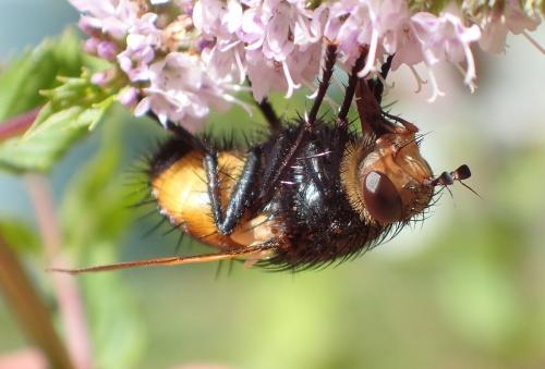 Nowickia ferox